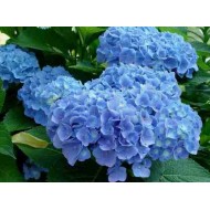 Гортензия Hydrangea Blue Wonder